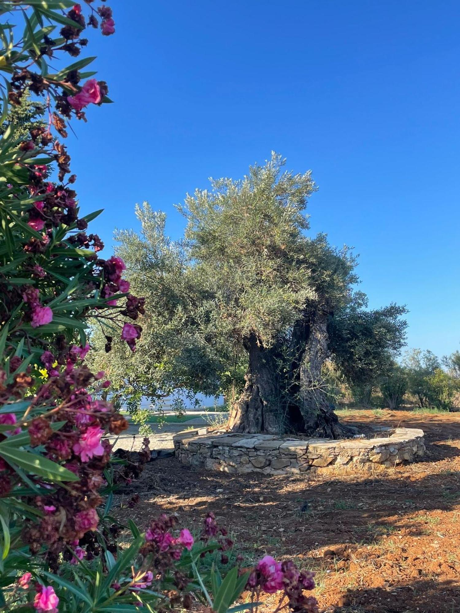 Quinta Vale Caranguejo Villa Tavira Buitenkant foto